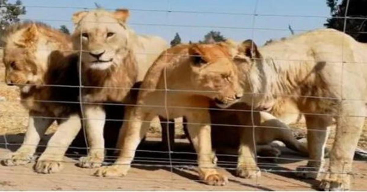 Sudáfrica prohibirá la cría de leones en cautividad para caza y turismo -  El Aragueño