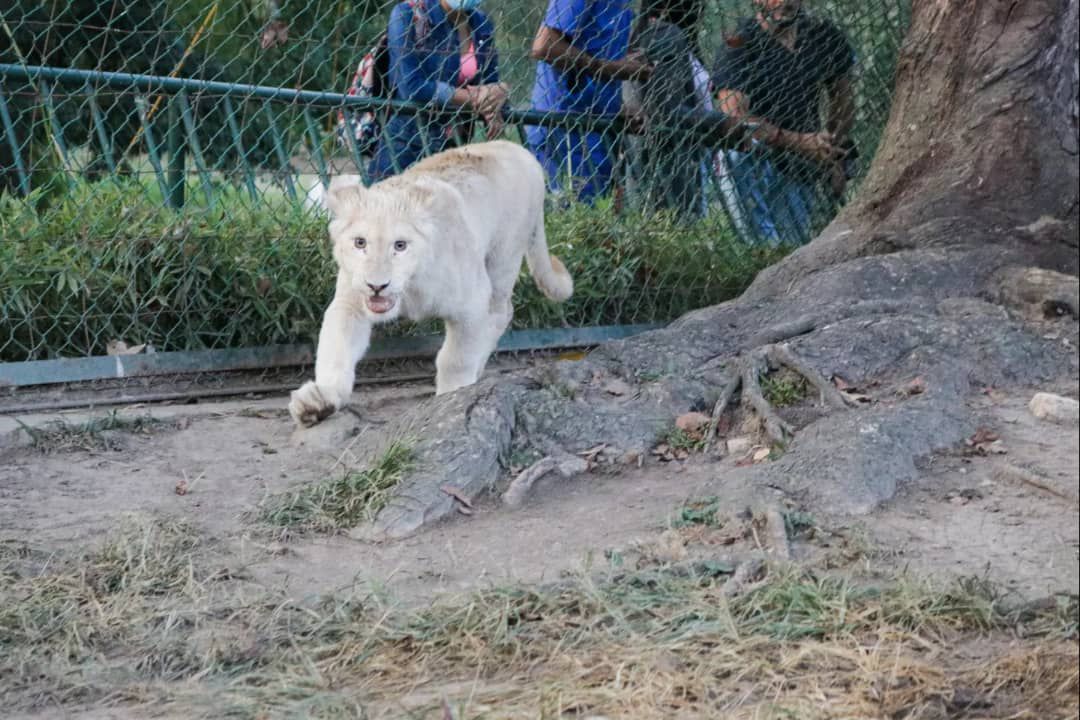 Llegan cuatro leones blancos al Zoológico de Caricuao - El Aragueño
