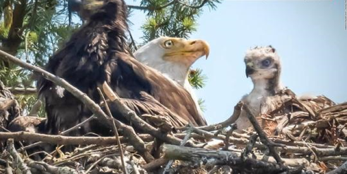 Familia de águilas adopta un halcón bebé - El Aragueño