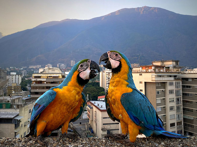 Macaw 1.20 1. Guacamayas Caracas. Попугаи в Каракасе. Птицы Каракаса. Животные Каракаса.