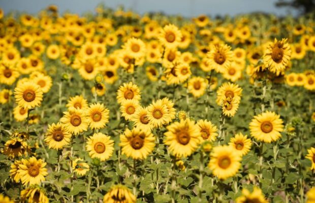 Fedeagro: en marzo inicia una nueva cosecha de girasoles en Turén - El  Aragueño