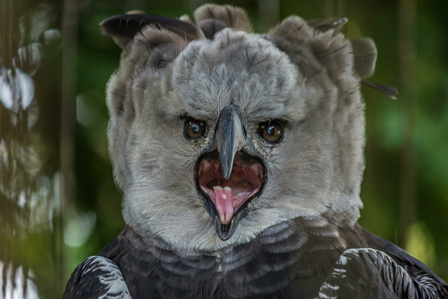 Águila Arpía, ave insignia de la Fuerza Aérea Colombiana está en peligro de  extinción - El Aragueño
