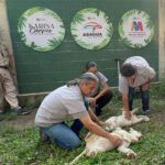 Zoológico-Las-Delicias-presentó-los-cachorros-de-leones