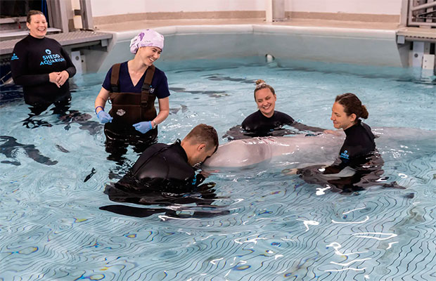 Ballena-beluga-sobrevive-cirugía-pionera