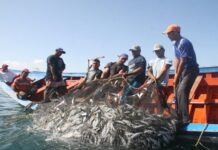 Estado venezolano decreta nuevas regulaciones para la temporada de sardinas