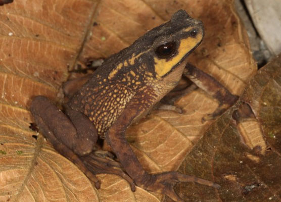 Descubren-nuevo-tipo-de-sapo-en-Ecuador-y-lo-bautizan-en-honor-a-británico-Steve-Backshall