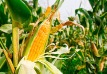 Por falta de créditos, productores venden sus maquinarias y rebaños para financiar siembra de maíz