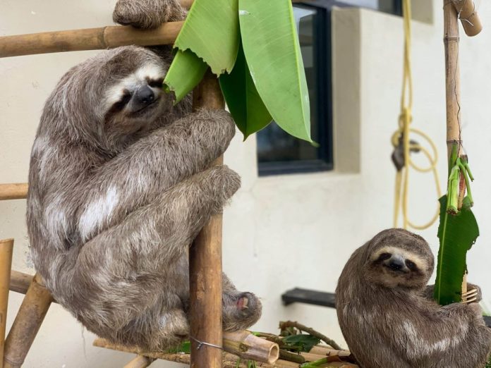 Fundación «Chuwie» tendrá nuevo centro en Carrizal