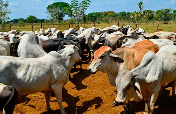 Ganaderos piden apoyo tras pérdidas por las lluvias