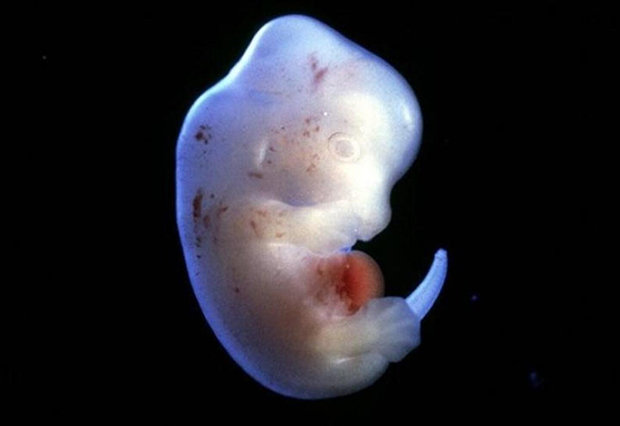 Japón aprueba la creación de embriones humanos utilizando células iPS para investigación