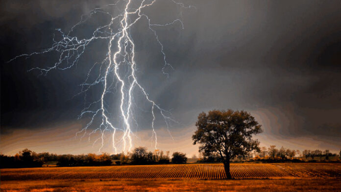 Los-rayos-matan-320-millones-de-árboles-al-año