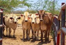 Fedenaga: Ferias ganaderas serán clave para el crecimiento agropecuario