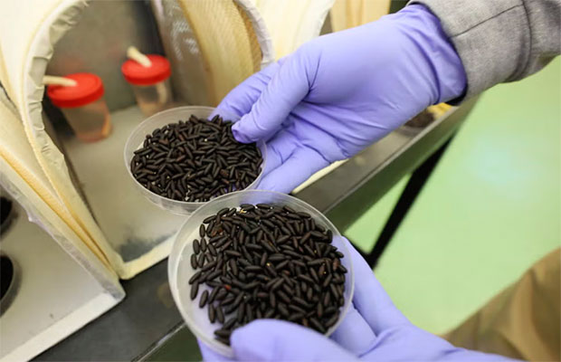 Planean-criar-millones-de-moscas