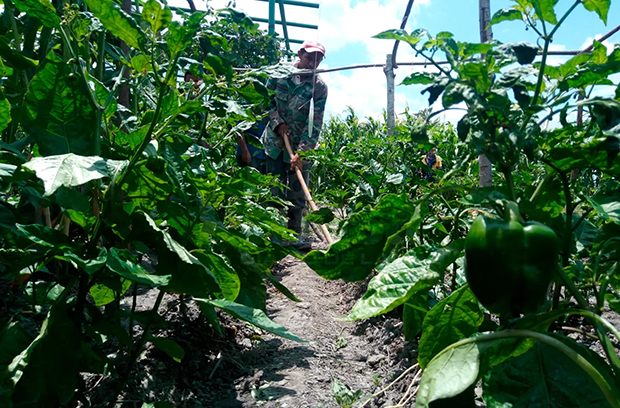 Sector agrícola requiere de $1