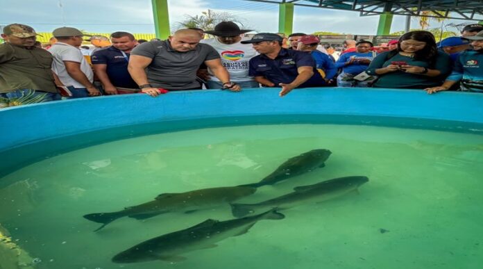 Apure se consolida como potencia pesquera con más de 20 mil toneladas proyectadas