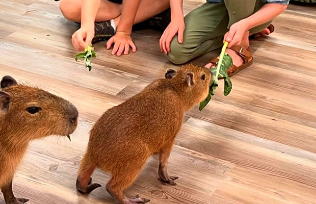 El-éxito-de-los-capibaras-llega-a-Florida