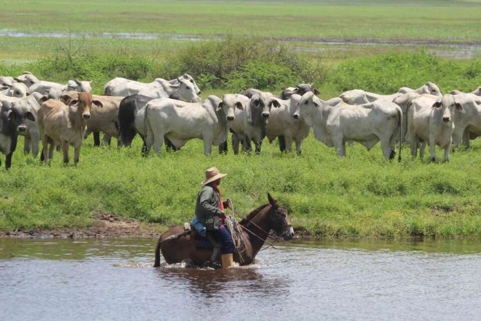 Ganaderos señalan que precipitaciones afectan vialidad agrícola en Cojedes