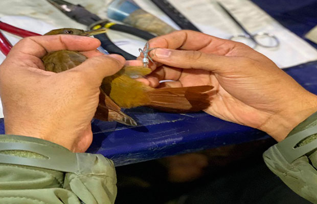 Inician-proyecto-de-monitoreo-y-anillado-de-aves
