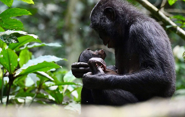 Los-chimpancés-aprenden-a-comunicarse