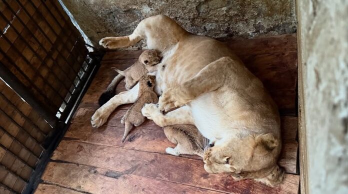 Nacen tres leones en el Zoológico Chorros de Milla en Mérida