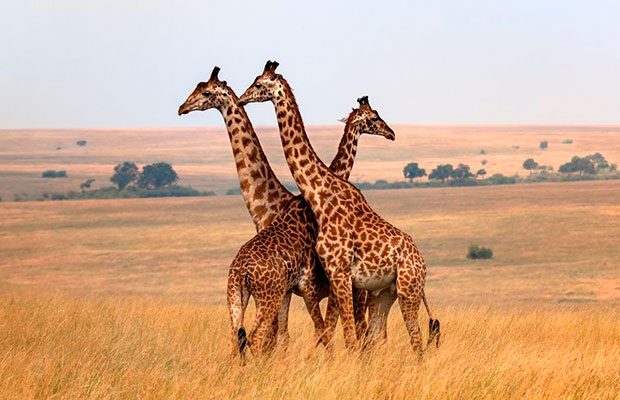 Científicos-alertan-que-las-jirafas