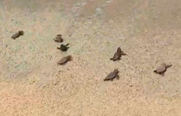 Grupo-de-tortuguillos-sorprende