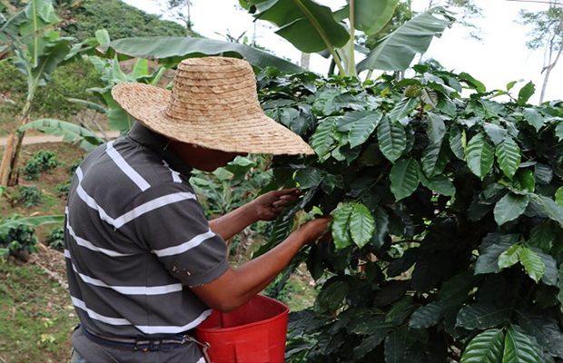 Inicia cosecha de más de 230 mil hectáreas de café en el territorio nacional