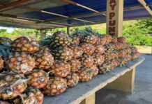 Fedeagro: la piña se posiciona como la segunda fruta más producida en Venezuela