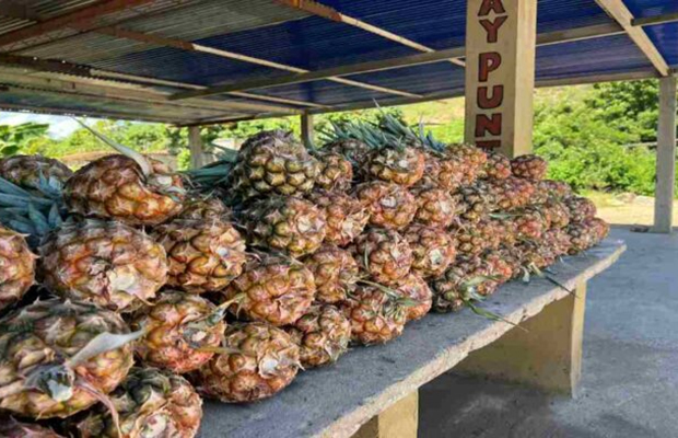 Productores de piña piden planes de desarrollo para impulsar la siembra en Sucre