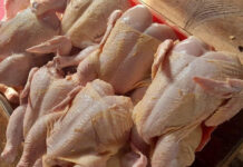 Producción de pollo en Venezuela creció más del 50% en 2025 y sector avícola proyecta nuevo aumento para este año