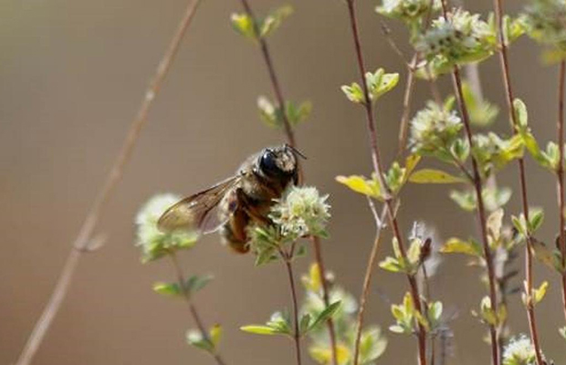Urgen a aumentar la extensión de espacios naturales para evitar el declive de las abejas