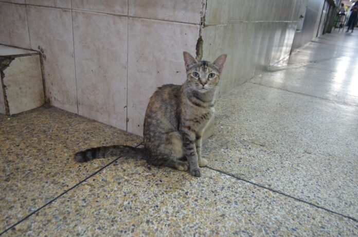 ac294a85-02b6-48a3-b9f0-dbe5055c3718