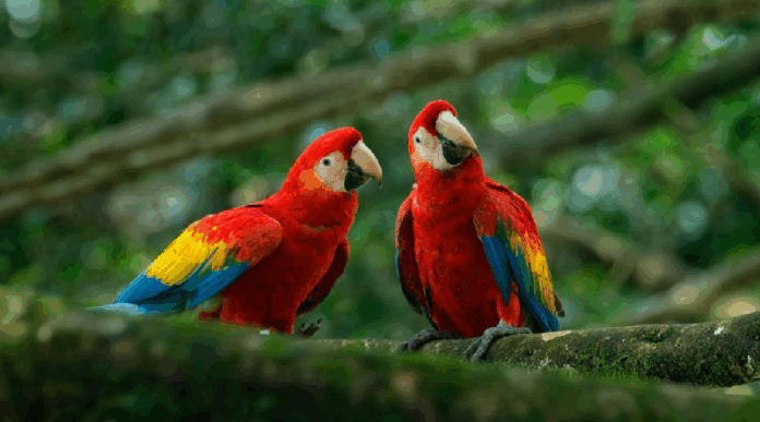 Avecintel recibe acreditación de “Biodiversidad de Aviturismo 5 Estrellas»