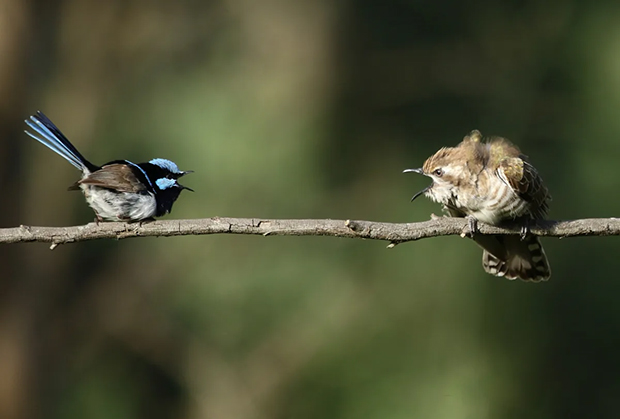 Descubren el primer ejemplo de vocalización animal que combina instinto y aprendizaje