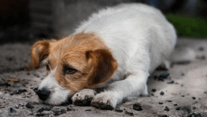 Reportan envenenamiento masivo de animales domésticos en Lara