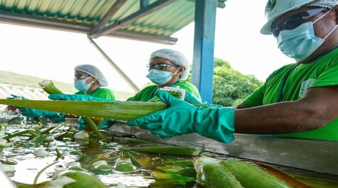 Anzoátegui incorpora planta procesadora de sábila con proyección exportadora