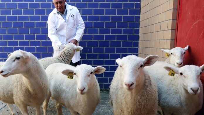Con su primer borrego clonado, México inicia una nueva era de biotecnología animal
