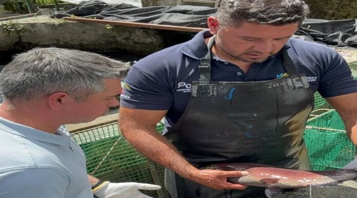 Producción de trucha arcoíris impulsa la soberanía alimentaria en Mérida