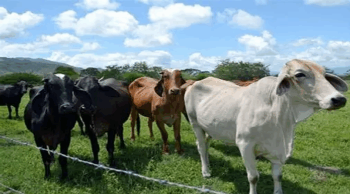 Producción local se fortalece con entrega de ganado en el corredor vial Caracas-La Guaira