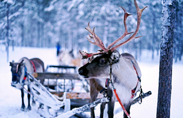 Sabes cómo los renos se convirtieron en símbolo navideño