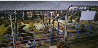 Actividades feriales ganaderas de Asogata fueron reprogramadas