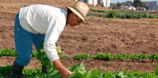 Altos costos de insumos perjudica producción de hortalizas en el país