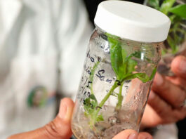 Biotecnología venezolana garantiza la producción de plantas sanas y libres de plagas