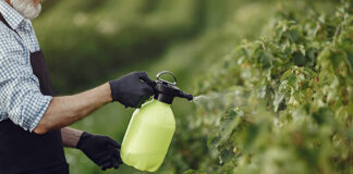 ¿Cómo preparar insecticidas y fertilizantes caseros?