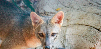 ¡Crece la familia del Zoológico Las Delicias! Nacen 4 cachorros de zorro perro