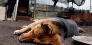 Denuncian envenenamiento masivo de mascotas en el sector Altos de la Ceiba