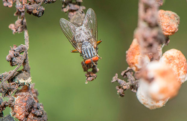 Descruben-en-Ecuador-nueva-especie