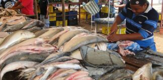 Impulsarán presencia de productos pesqueros venezolanos en mercado internacional