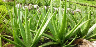 Industria nacional destinará más productos de aloe a Asia y Europa en 2026