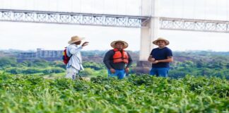 Inicia Plan Siembra 2025 con mil hectáreas de cultivos en Ciudad Orinoco